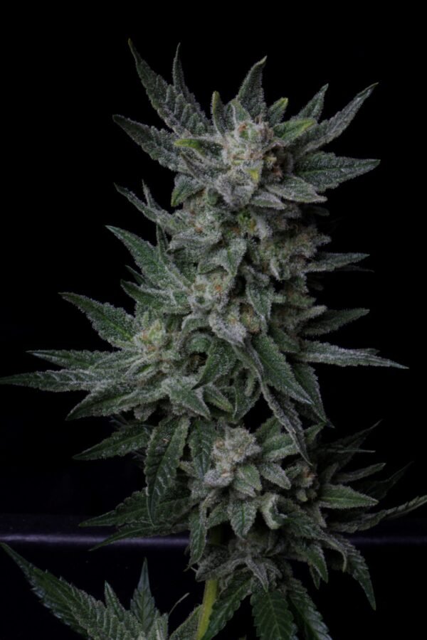 Auto BubbleGum - Imagem 2