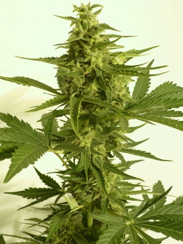 Auto Critical Hog - Imagem 2