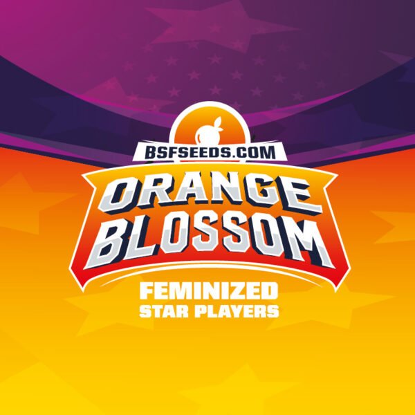 Orange Blossom