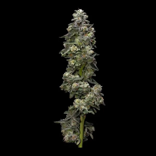 Bakers Delight Auto - Imagem 2