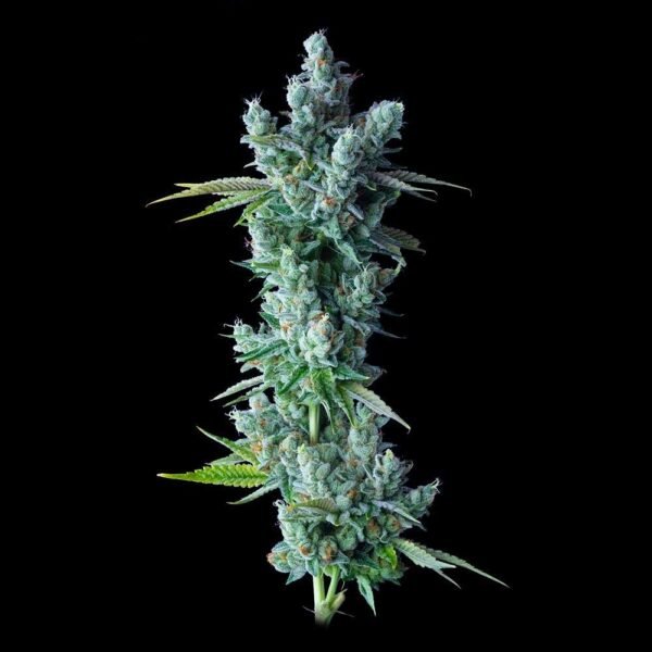 kosher Dawg - Imagem 2