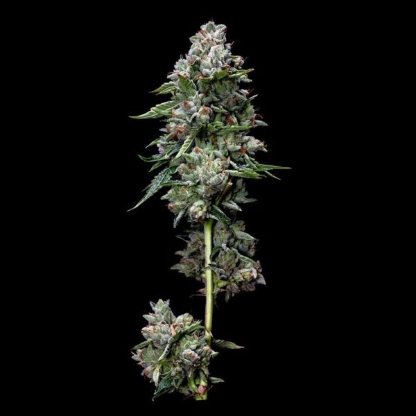 kosher Kush - Imagem 2