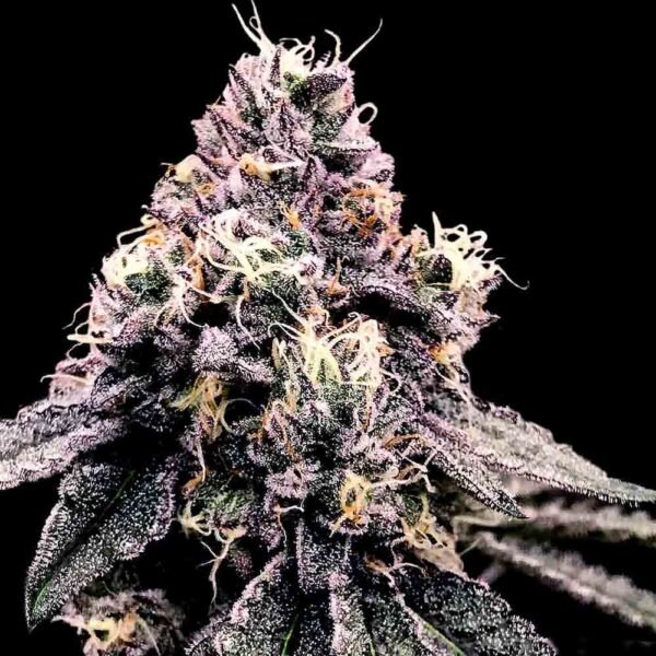 kosher Pie - Imagem 2