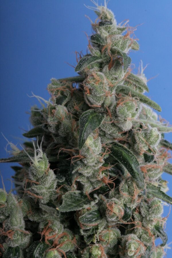 Kushage™ - Imagem 2