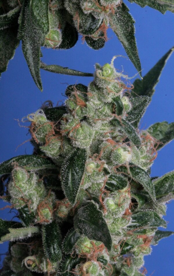 Kushage™ - Imagem 3