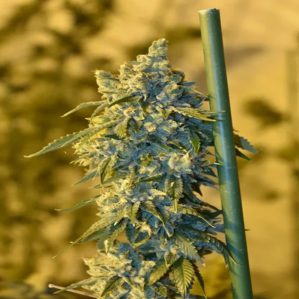OSG Cheese - Imagem 2