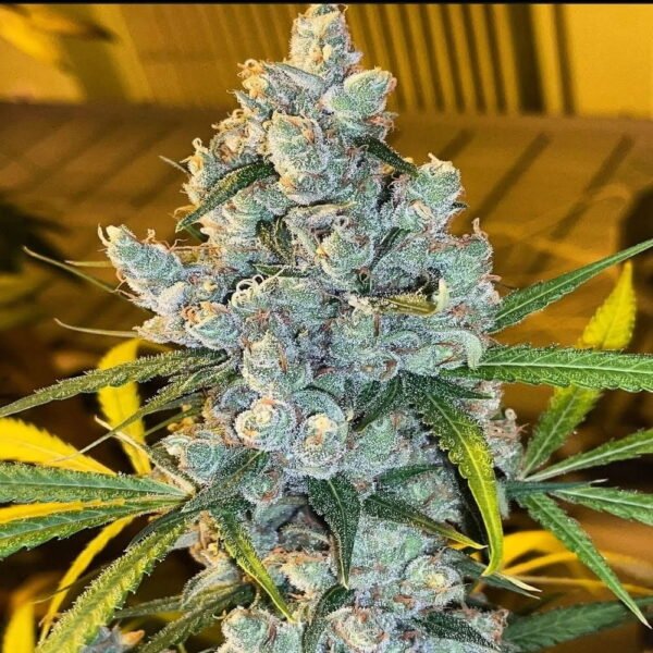 Oldman's S. Haze 98 - Imagem 2