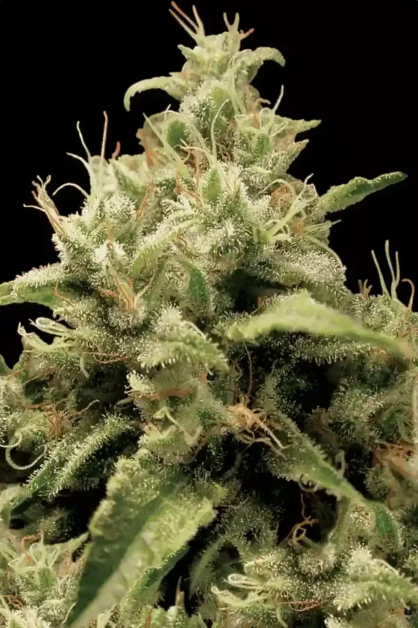 Opium - Imagem 2