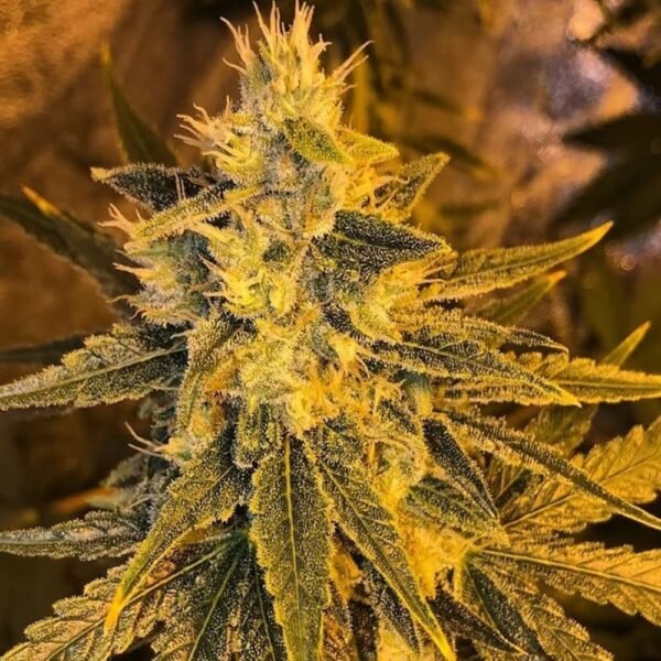 Petrol Skunk - Imagem 2