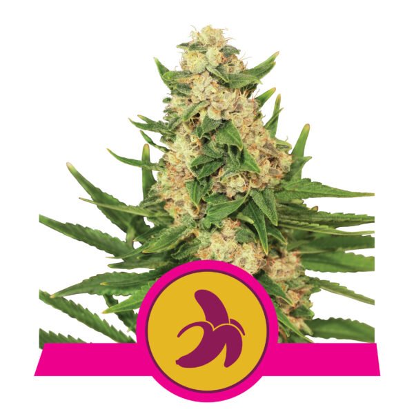 Fat Banana - Imagem 3