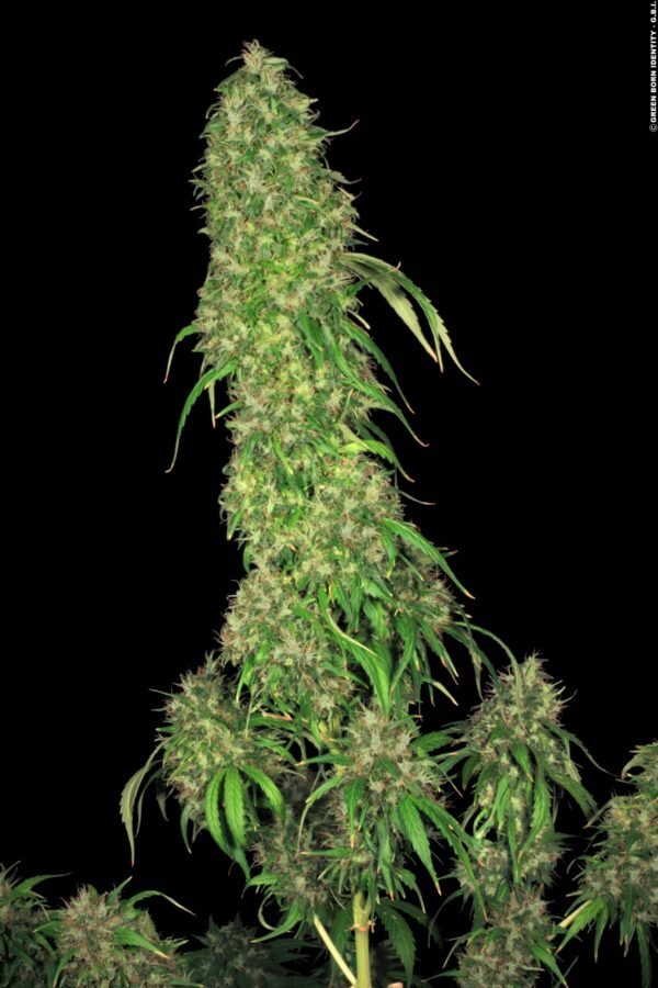 S.A.G.E.™ - Imagem 3