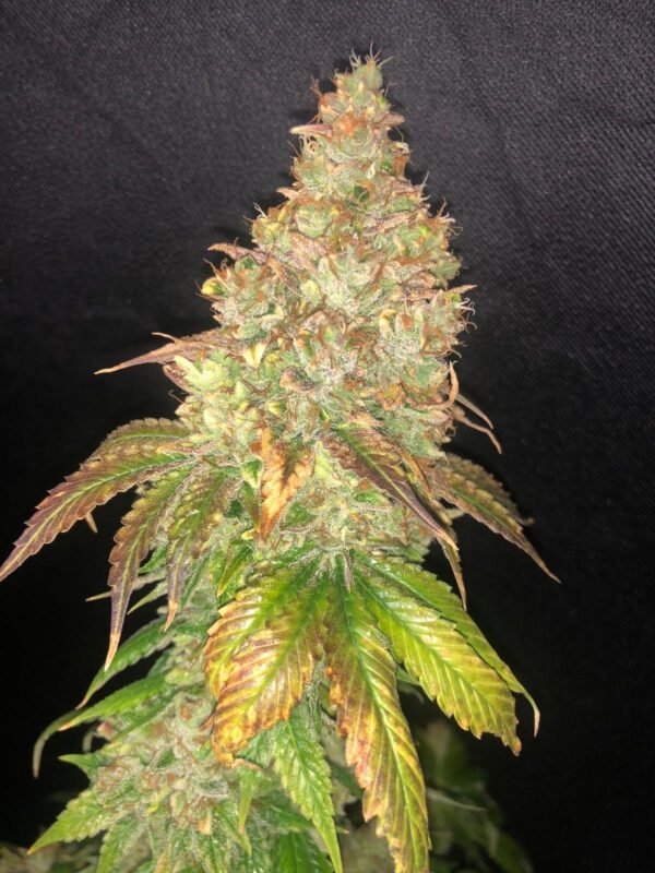 Shiskaberry - Imagem 2