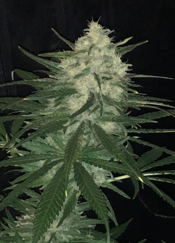 Sticky Gorilla #4 - Imagem 3