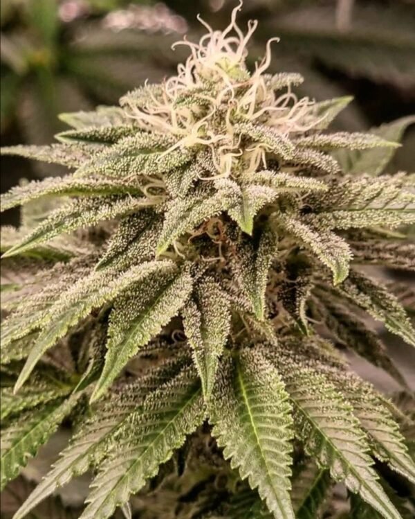 Sticky Gorilla #4 - Imagem 2