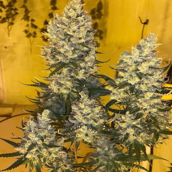 Strawberry Mist - Imagem 2