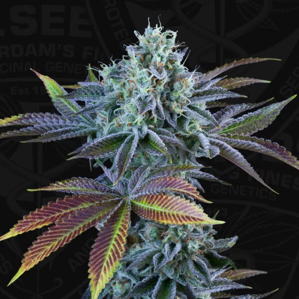 Auto French Cookies - Imagem 2