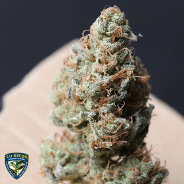 Original Bubblegum - Imagem 4