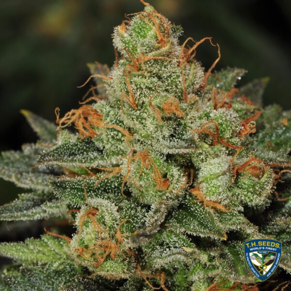 Original Bubblegum - Imagem 3