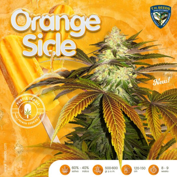 Orangesicle