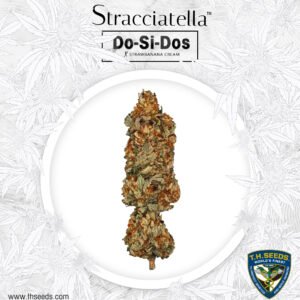 Stracciatella™