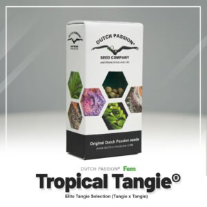 Tropical Tangie