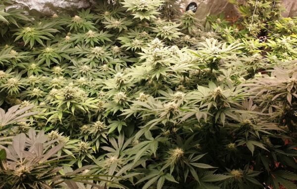 Watermelon Zkittles - Imagem 3