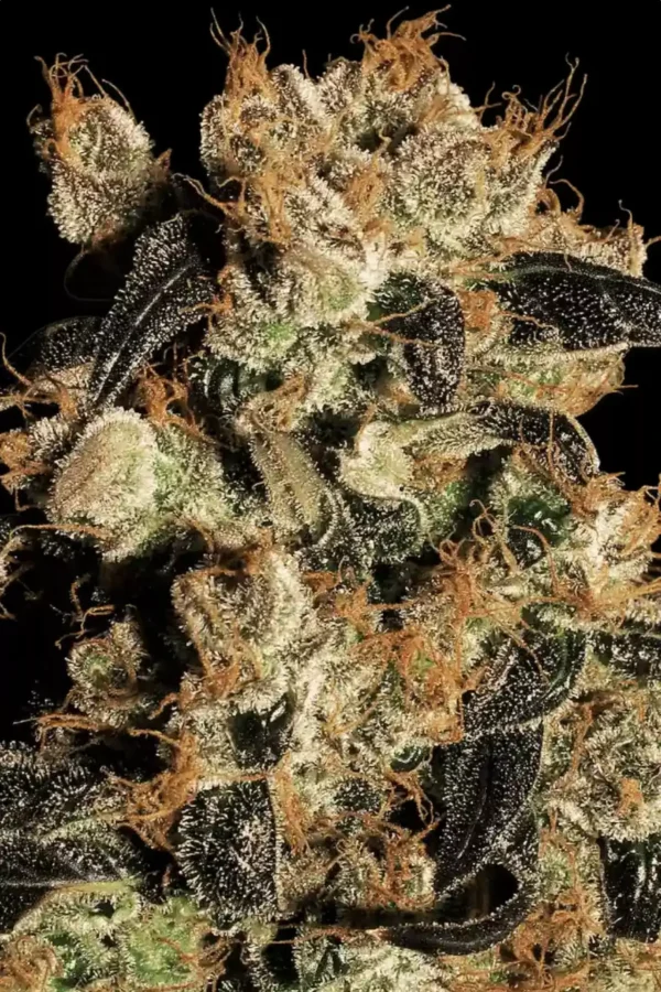 White Berry - Imagem 2