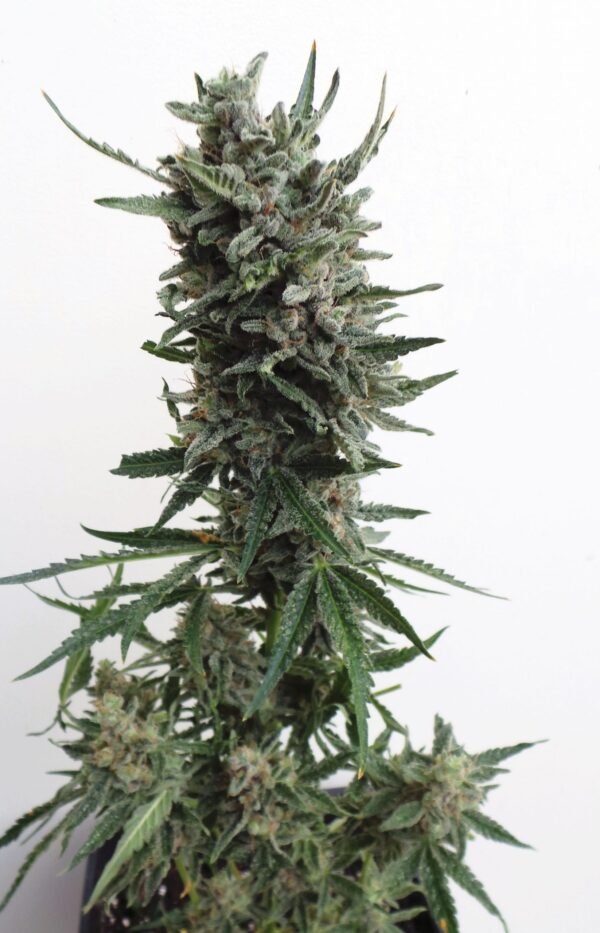 Auto Critical Hog - Imagem 3