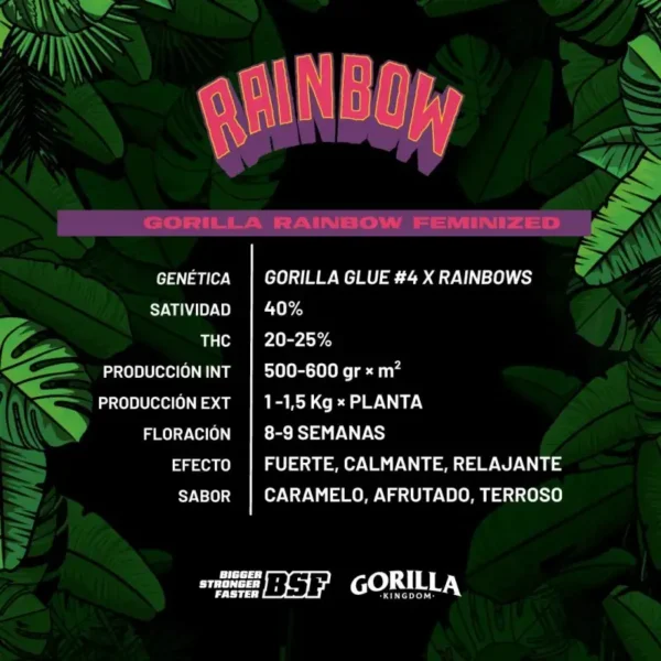 Gorilla Rainbows