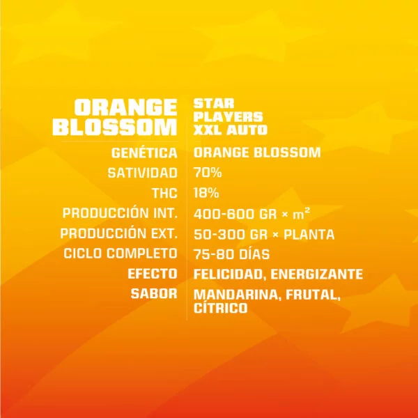 Orange Blossom XXL - Imagem 2