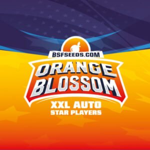 Orange Blossom XXL