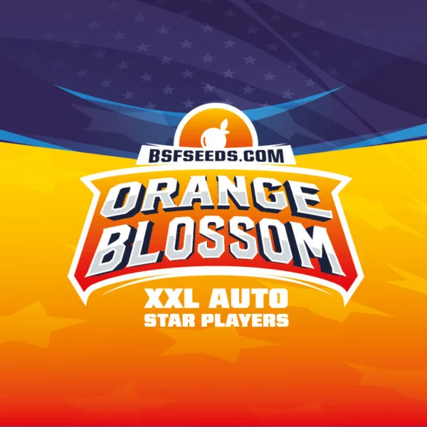 Orange Blossom XXL