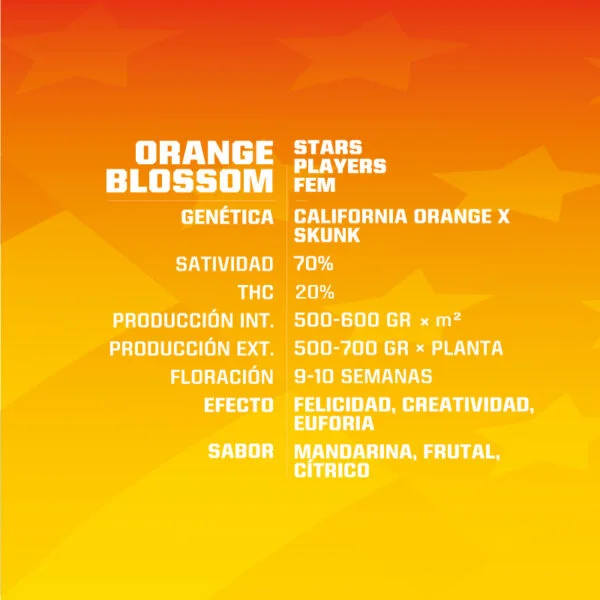 Orange Blossom - Imagem 2