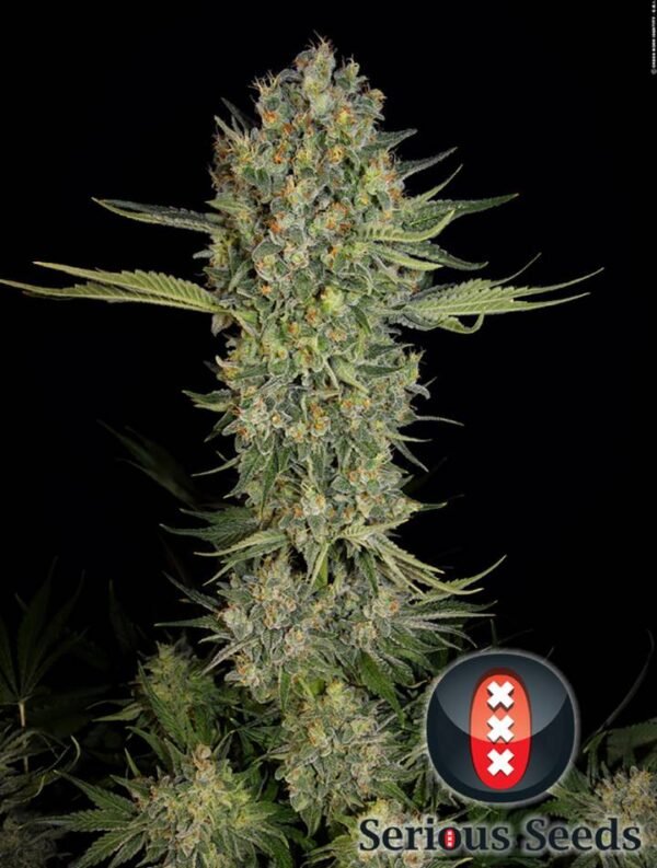 Serious Kush - Imagem 2