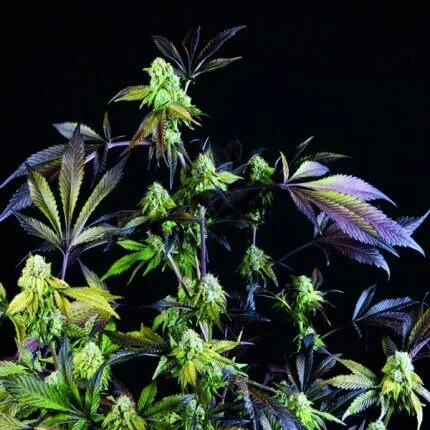 Sunset Sherbet - Imagem 2