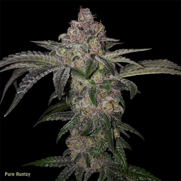 Pure Runtzy - Imagem 3