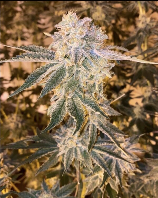 Watermelon Zkittles - Imagem 2