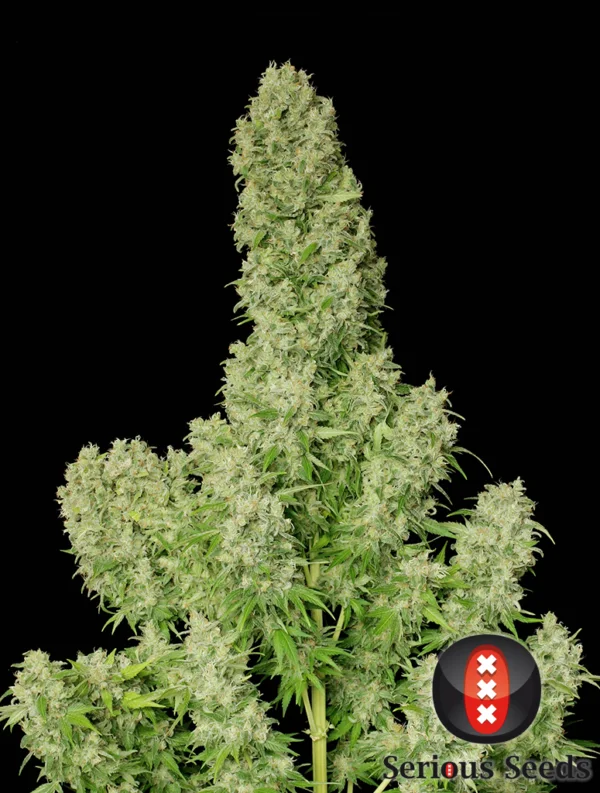 White Russian - Imagem 3