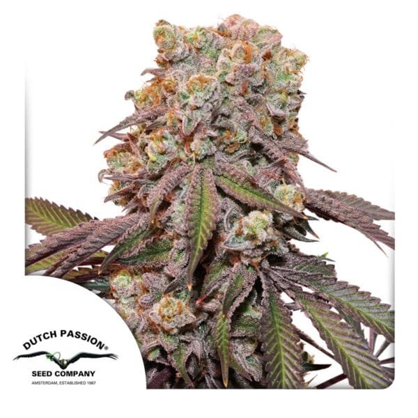 Auto Candy Bubatz XL® - Imagem 2