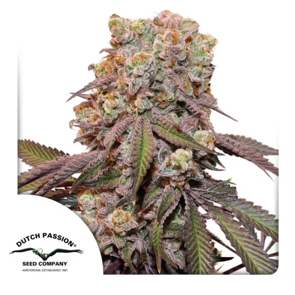 Auto Candy Bubatz XL® - Imagem 2