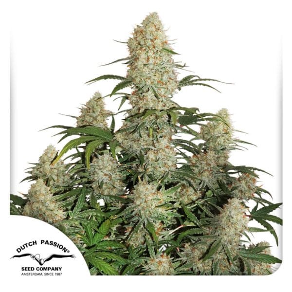 Auto Critical Orange Punch® - Imagem 2