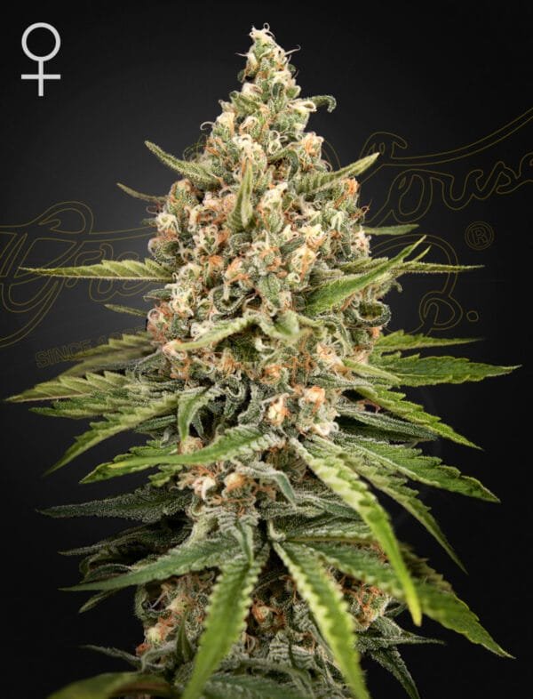Bubba Slush - Imagem 2