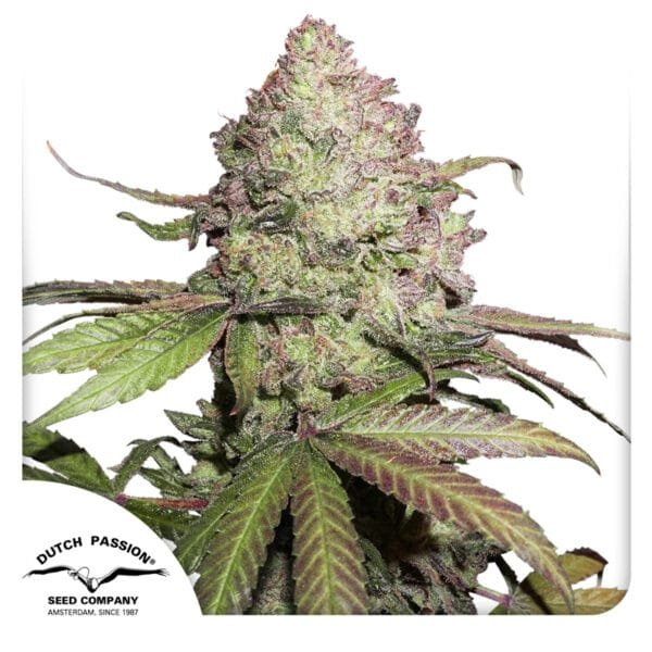 CBD Auto Charlotte’s Angel® - Imagem 2