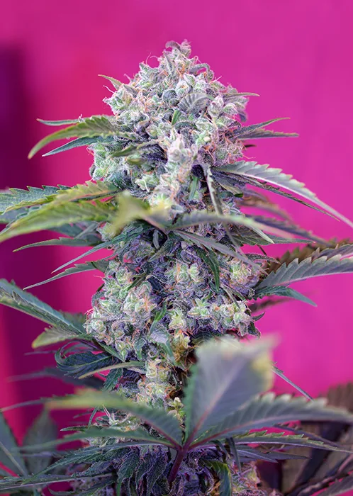 Cream Mandarine Auto® - Imagem 2