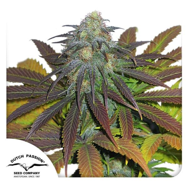 Californian Orange - Imagem 2