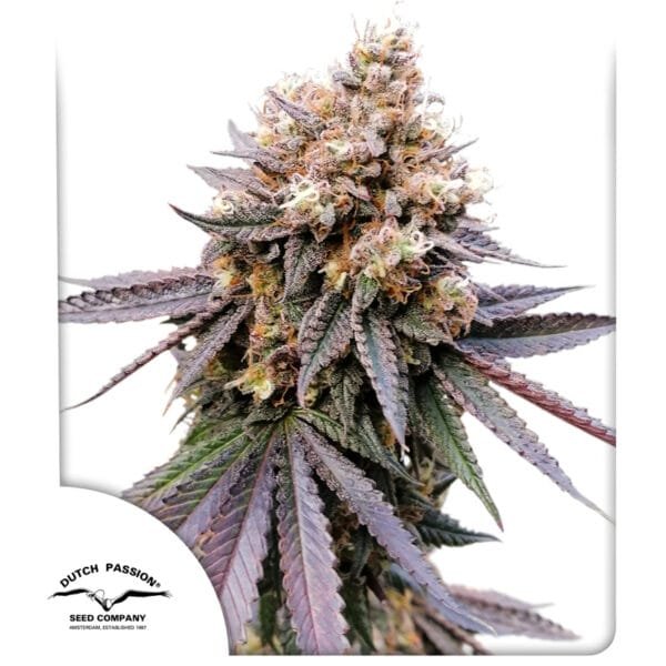 GMO Fast® - Imagem 2