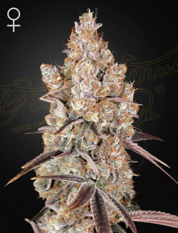 Holy Snow - Imagem 3