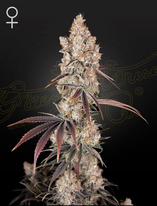 Holy Snow - Imagem 2