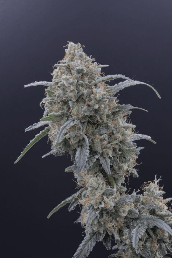 Honeyed Cream Dream - Imagem 2