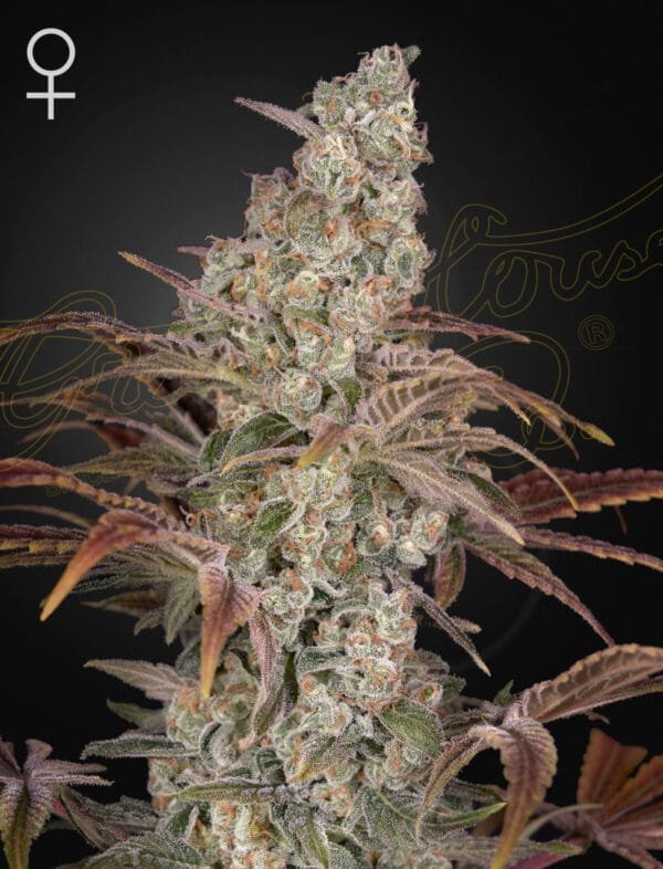 Jack's Dream - Imagem 2